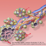 Abbildung 4: Alveolen der Lunge