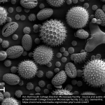 Abbildung 2: Pollen unterschiedlicher Form und Größe